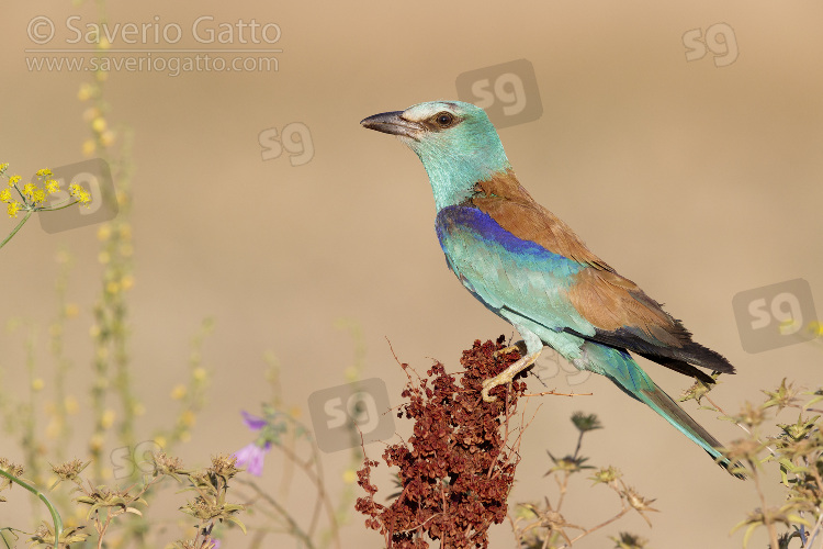 European Roller, side view of an adult female perched on a rumex crispus