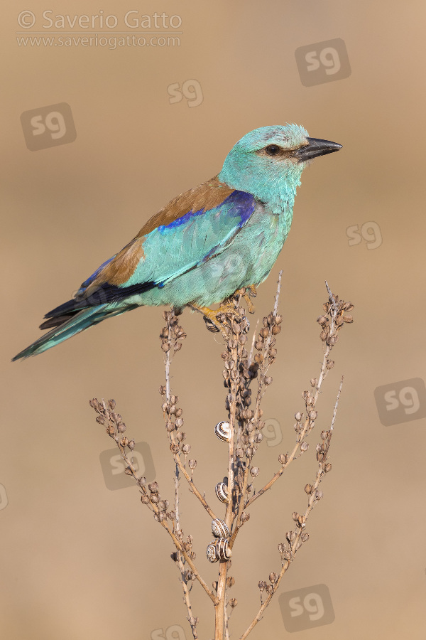 European Roller