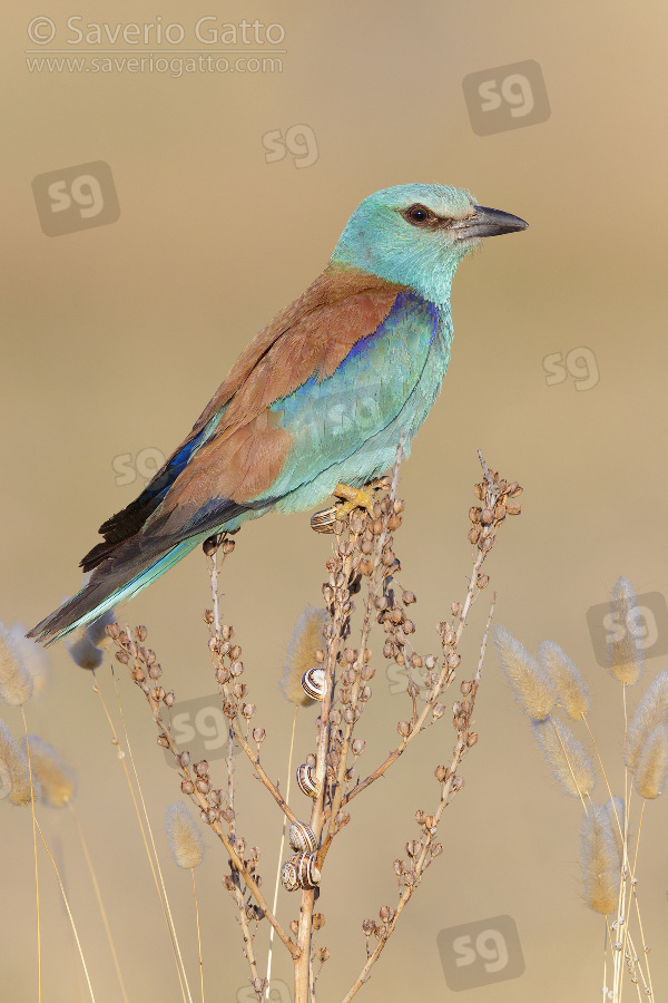 European Roller, side view of an adult perched on an asphodelus sp.