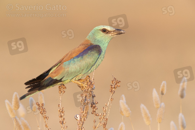 European Roller, side view of an adult female perched on an asphodelus sp.