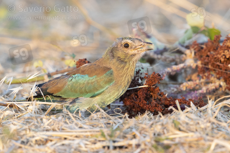 European Roller