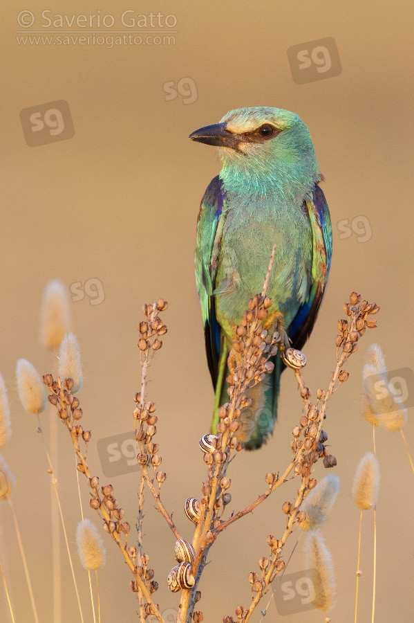 European Roller