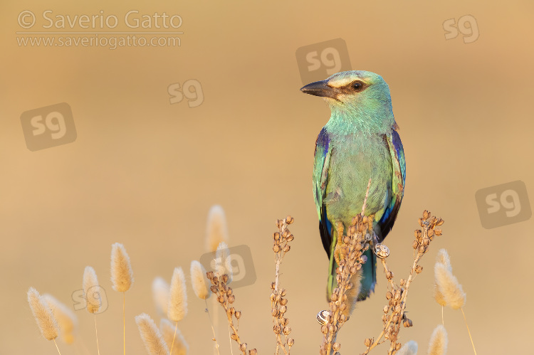 European Roller, front view of an adult female perched on an asphodelus sp.