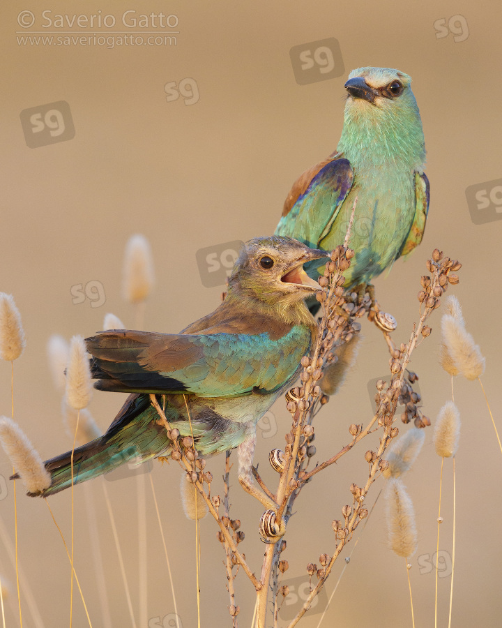 European Roller