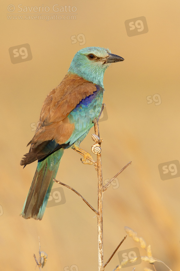 European Roller, adult female perched on a dead stem