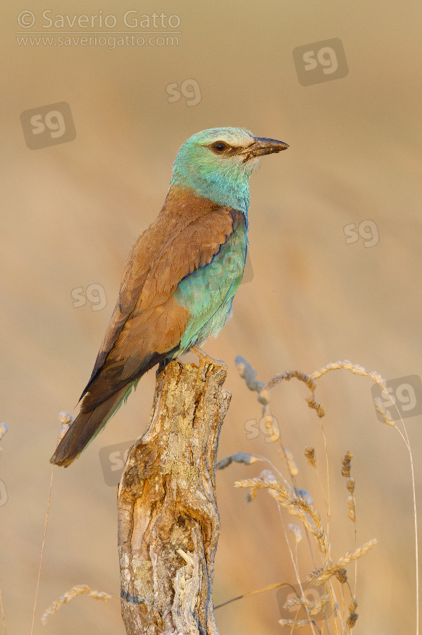 European Roller, side view of an adult female perched on a dead trunk