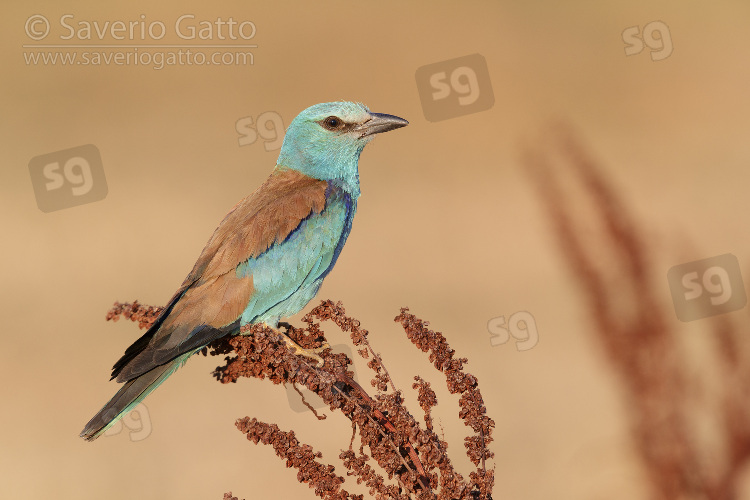 European Roller, side view of an adult female perched on a rumex crispus