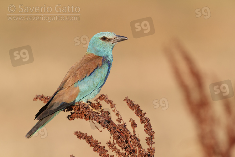 European Roller