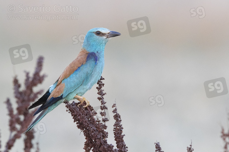 European Roller