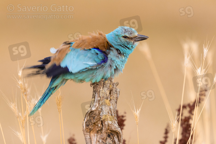 European Roller