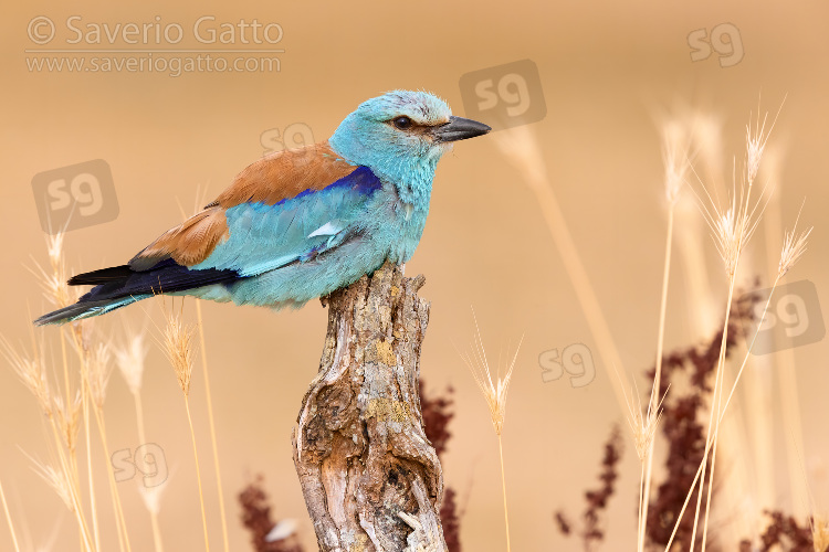 European Roller, side view of an adult male perched on a dead trunk