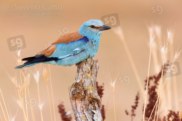 European Roller, side view of an adult male perched on a dead trunk