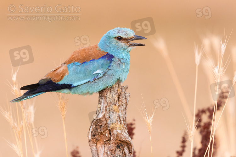 European Roller, side view of an adult male perched on a dead trunk