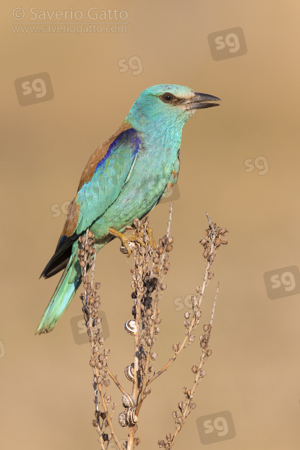 European Roller