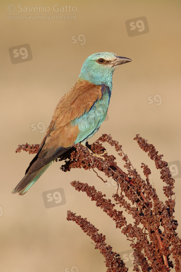 European Roller, side view of an adult female perched on a rumex crispus