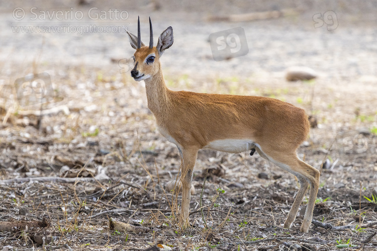 Steenbok, adult male standing on the ground