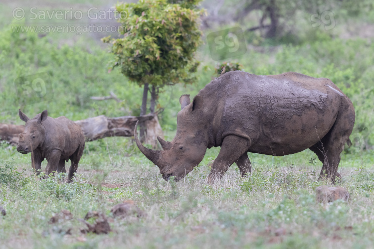 White Rhinoceros, adult female with a calf