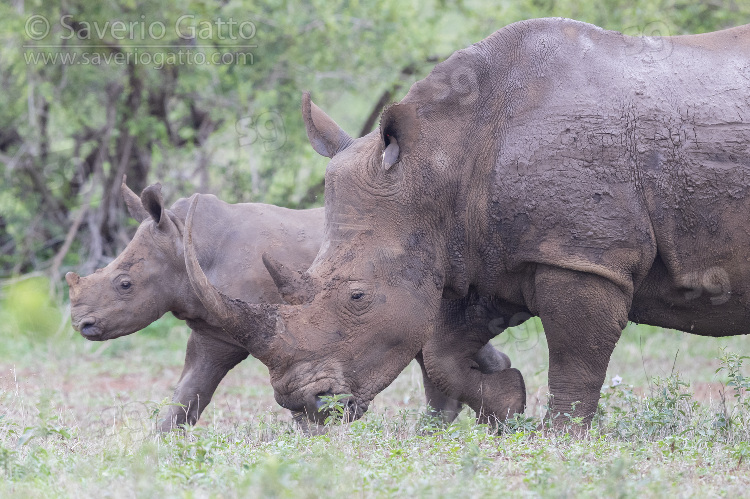 White Rhinoceros, a calf walking with its mum