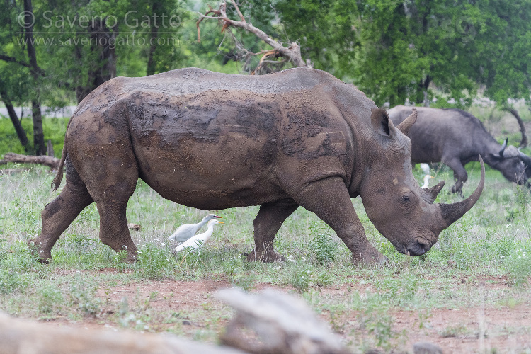 White Rhinoceros, side view of an adult female grazing