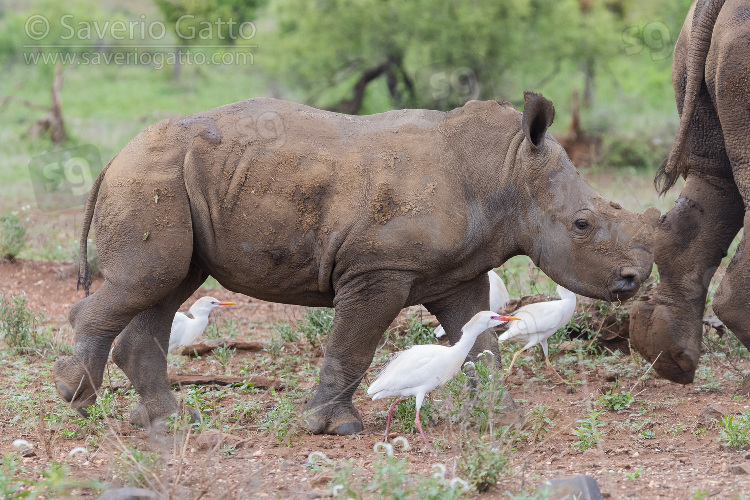 Rinoceronte bianco, cucciolo che cammina