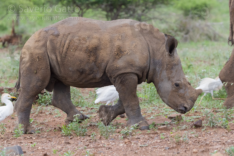 White Rhinoceros, a calf walking