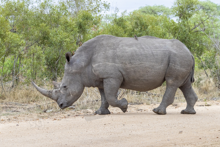 White Rhinoceros, side view of an adult male crossing a road