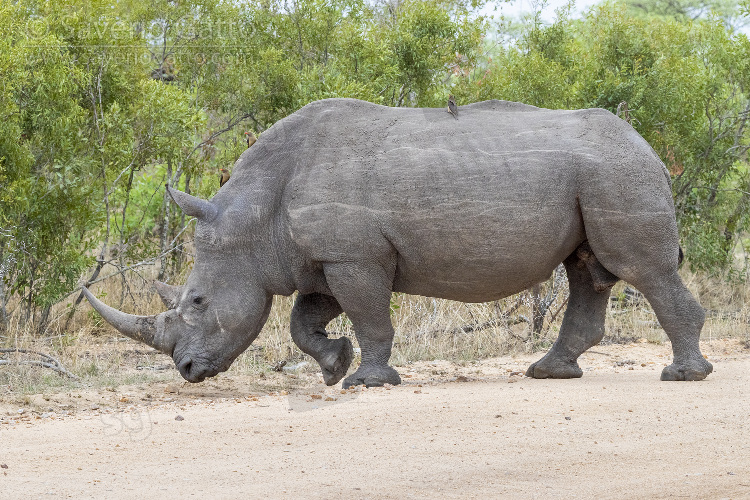 White Rhinoceros, side view of an adult male crossing a road