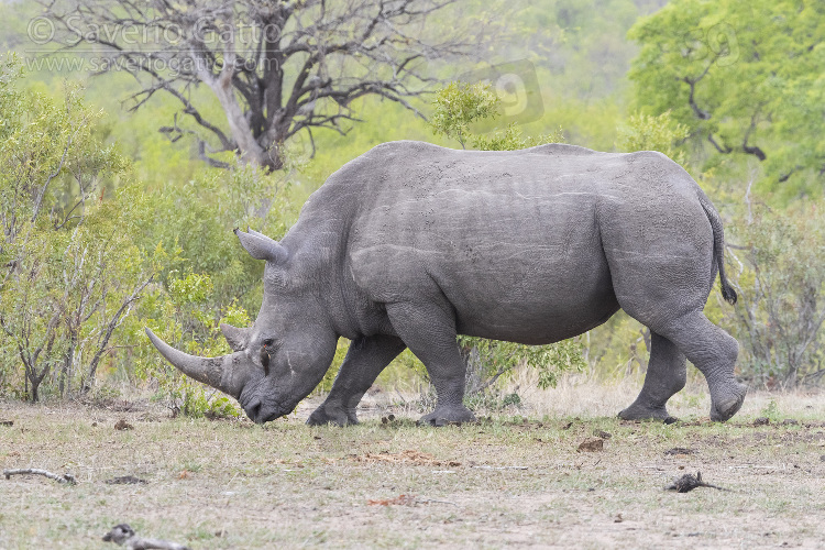 White Rhinoceros