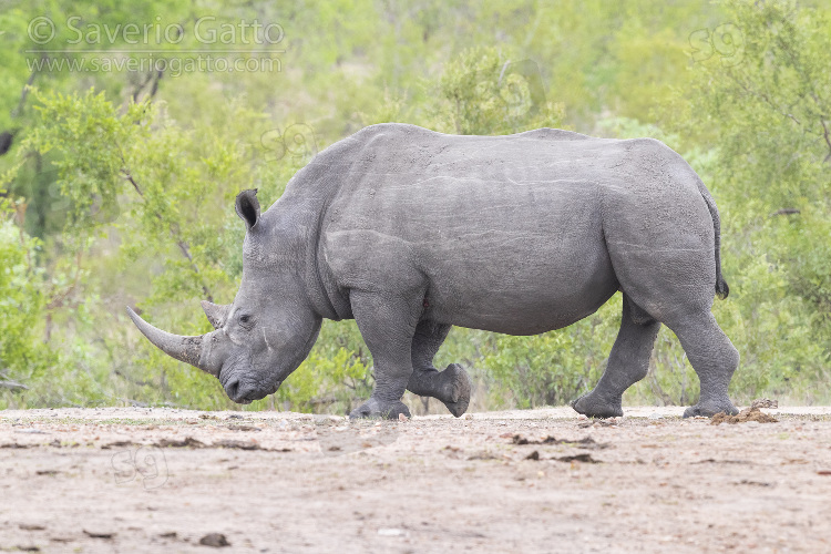 White Rhinoceros, side view of an adult male walking