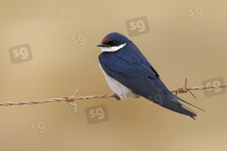 White-throated Swallow, adult perched on a barbed wire