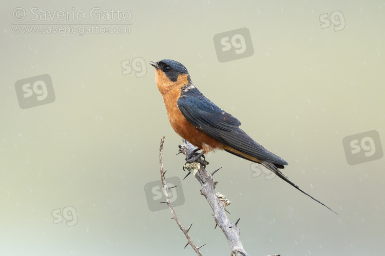 Red-breasted Swallow, side view of an adult perched on a branch