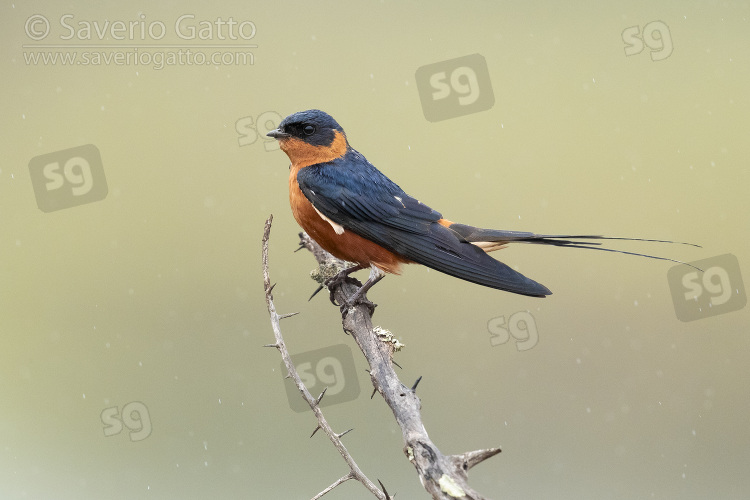 Red-breasted Swallow, side view of an adult perched on a branch