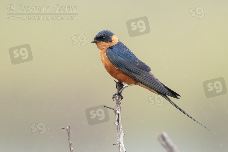 Red-breasted Swallow, side view of an adult perched on a branch