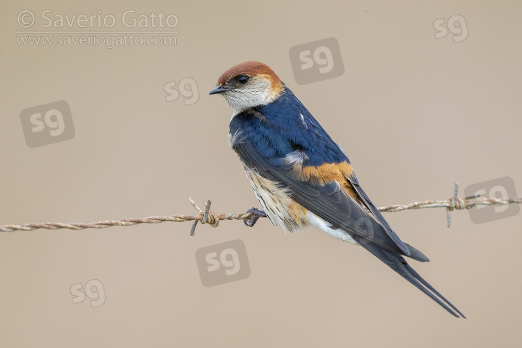 Greater Striped Swallow, adult perched on a barbed wire