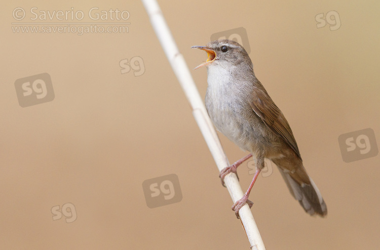 Cetti's Warbler, adult singing from a reed