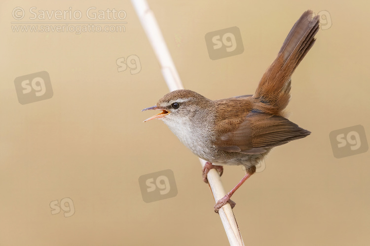 Cetti's Warbler, adult singing and displaying from a reed