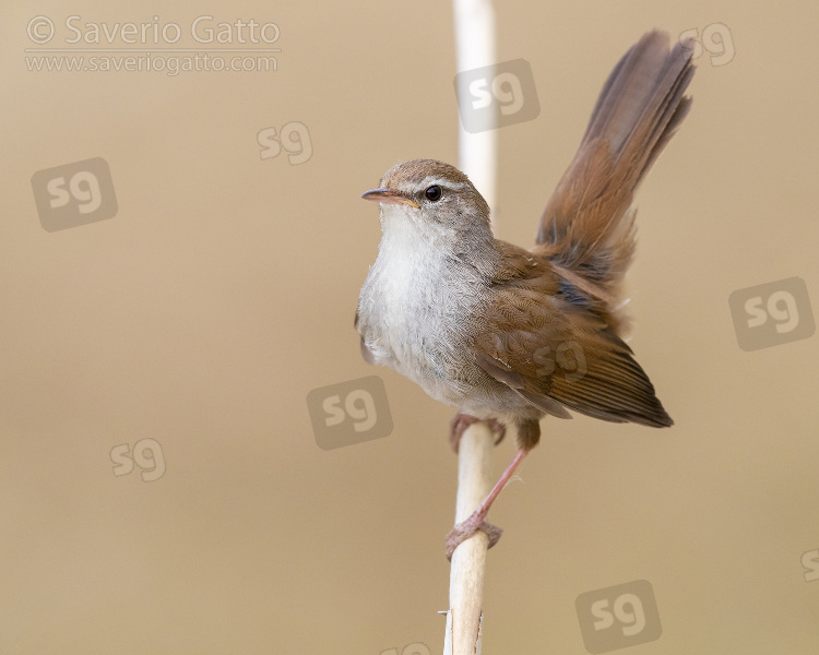 Cetti's Warbler, adult displaying from a reed