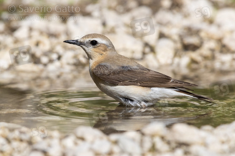 Northern Wheatear, adult femal taking a bath