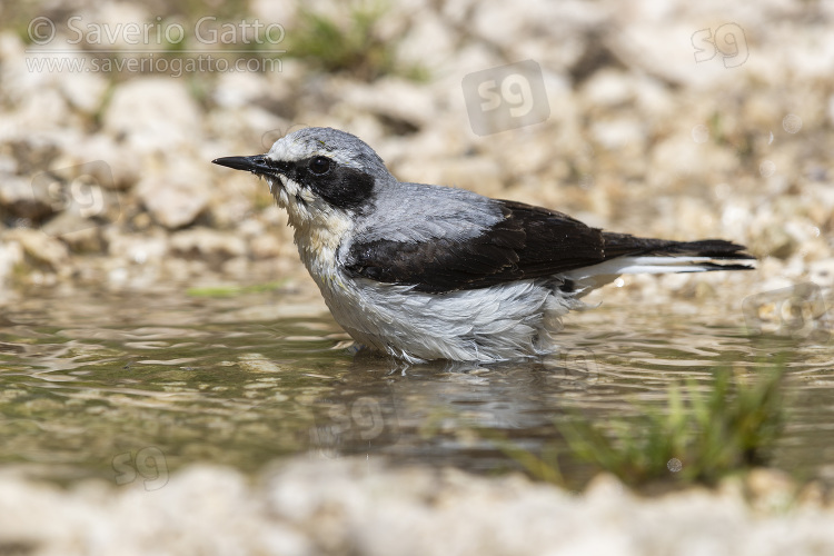 Northern Wheatear, adult male taking a bath