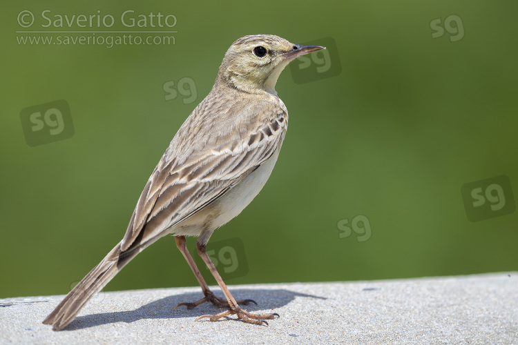 Tawny Pipit, side view of an adult