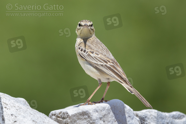 Tawny Pipit