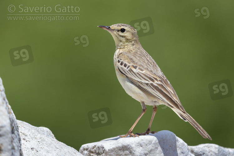 Tawny Pipit, side view of an adult standing on a rock