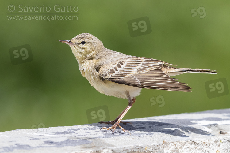 Calandro, adulto visto di lato