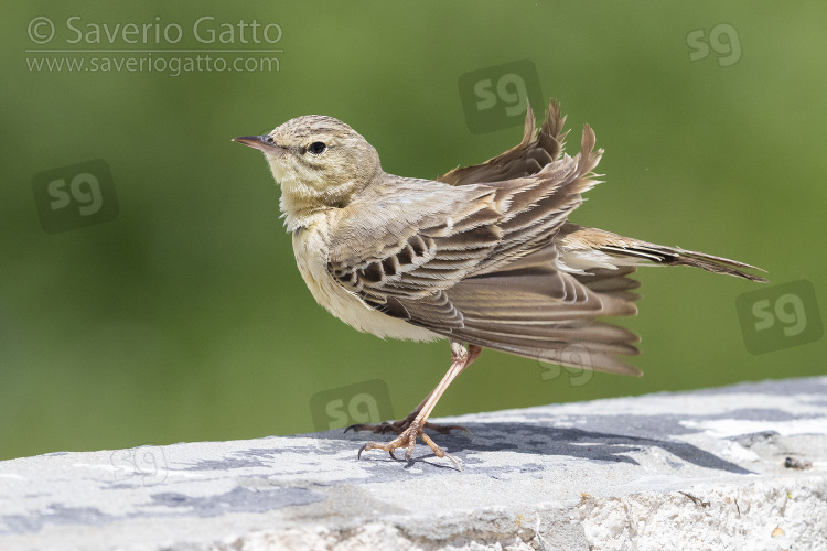 Tawny Pipit, side view of an adult shaking its plumage after a bath