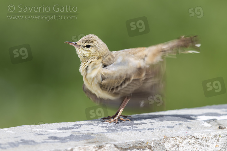 Tawny Pipit, side view of an adult shaking its plumage after a bath