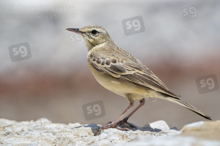 Tawny Pipit, side view of an adult standing on a rock