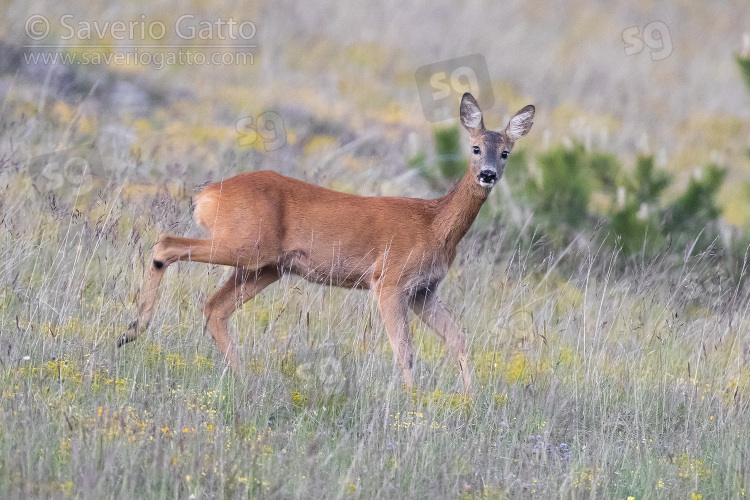 Roe Deer, adult female standing on the grass