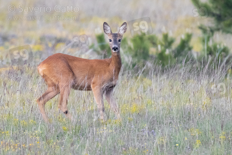 Roe Deer, adult female standing on the grass