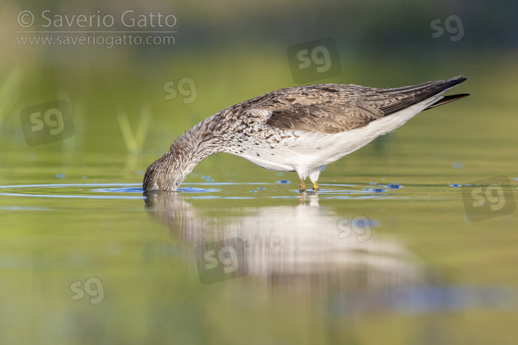 Greenshank, side view of an adult looking for food in a swamp
