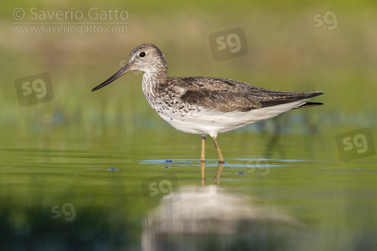 Greenshank, side view of an adult standing in the water